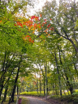 その他（紅葉）