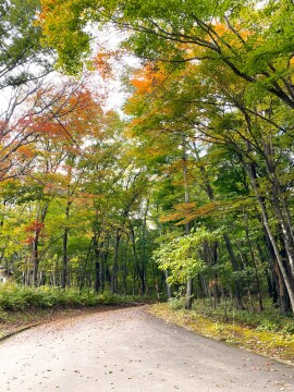 その他（紅葉）